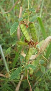 Image result for Cajanus