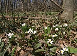You might want to jot down some hints to help Bloodroot Sanguinaria Canadensis Wisconsin Horticulture