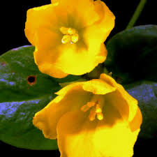 Image result for Lysimachia tenuicaulis