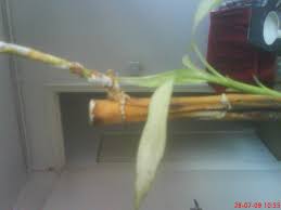 This is especially true if you don't change the water often enough and bacteria develops. Dying Lucky Bamboo Yellow And Brown Stalk