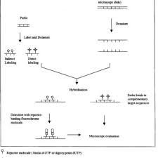 The worksheet asks students to review terms and label an. Pdf Internal Labeling Of Dna Probes