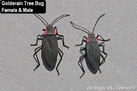 Jadera red and black weaver bug. Goldenrain Tree Bug Bygl