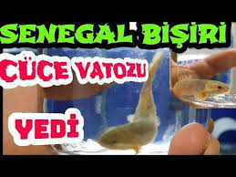 Senegal Bisiri Akvaryumda Olay Cikardi Akvaryum Baliklari Ozel Tur Baliklar Akvaryum Balik Olay