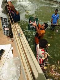 صور الشلاتين تجنى الخير شلا علامة تجارية لمنتجات أول مرزعة سمكية بوادى حوضين رئيس الجهاز تضم 6 أحواض وننتج 20 طنا بالدورة الواحدة من بلطى أحمر وقاروص وبورى على حزين أسعار مخفضة لأهالى