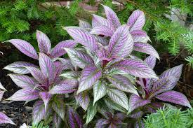 Image result for Strobilanthes