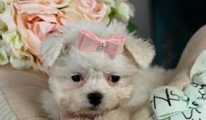 Any of our puppies sold, are sold only as pets without papers. Teacup Maltese Puppies For Sale We Ship Very Safe Easy Financing Available Visit Our Websit Maltese Puppy Teacup Puppies Maltese Maltese Puppies For Sale