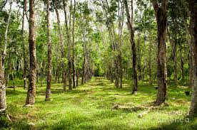 One of the major causes of this spread is unhealthy rubber trees. Rubber Plantation Photograph By Thp Creative