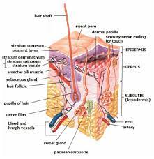 There are 2 main types of sweat gland: Accessory Structures Of The Skin Boundless Anatomy And Physiology