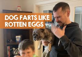 Why Do My Dog S Farts Smell Like Rotten Eggs Or Sulfur