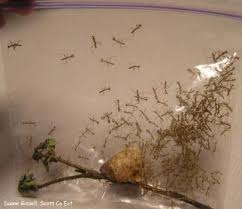 The primary habitat of a mantis consists of grasslands, tropical rainforests, secondary forests, and primary forests. Praying Mantis Horticulture And Home Pest News