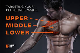 The pectoralis major muscle is the thickest and largest of the chest muscles, with the pectoralis minor muscle being smaller and lying beneath it. Best Exercises For Targeting Your Upper Middle And Lower Chest Mirafit