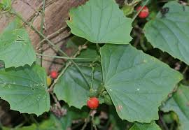 Image result for Zehneria