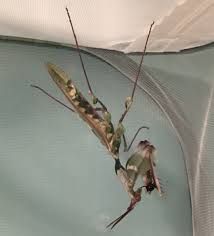 6′ artificial ivy vine $ 2.50 add to cart; Idolomantis Diabolica Giant Devils Flower Mantis Mantid Kingdom