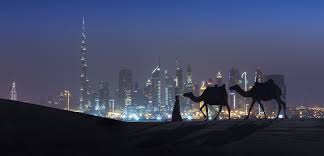 Image result for dubai camels city