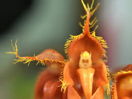 Image result for Bulbophyllum comatum