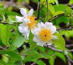 Image result for Oncoba