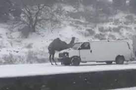 The driver was heading down a dark. Camel Stuck On Route 309 During Pa Snowstorm