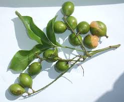 Pin On Tropical Fruit