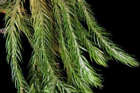 Image result for Huperzia afromontana