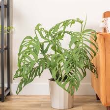 Image result for Monstera