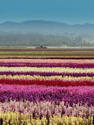 Field synonyms, field pronunciation, field translation, english dictionary definition of field. 10 Gorgeous Fields Of Flowers Worth Traveling To See Architectural Digest