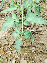 A natural 'surprise' cross of lucky cross with an unknown black variety, black mamba's flavor is rich, sweet and luscious and the plants produce big crops of stunning, irresistible tomatoes. Black Spots On Tomato Leaves