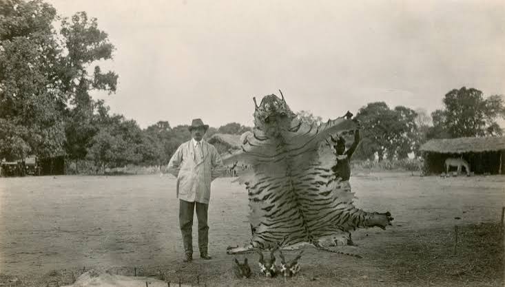 Tiger Hunting in India 1924 | National Geographic