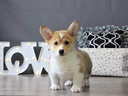 While they can work in smaller settings, they definitely thrive in a pack setting. Pembroke Welsh Corgi Puppies Petland Carriage Place