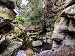 Image result for Helixanthera woodii