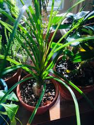 The ponytail palm is one of a sandy cactus soil mix will work best for your ponytail palm. Lily S Indoor Jungle Ponytail Palm Care