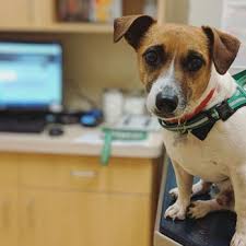 Check spelling or type a new query. Pet Wellness Clinics 36 Photos 38 Reviews Veterinarians 5640 E 71st St Indianapolis In Phone Number