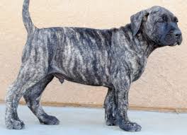 Jan 24, 2021 · female presa canarios: Canario Puppies Online