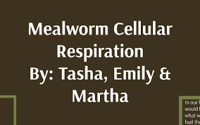 Mealworms Respiration By Emily Cayton On Prezi