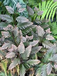 Image result for Selaginella