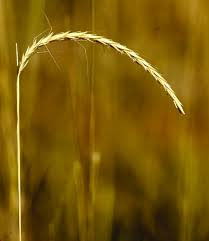 Image result for Sehima