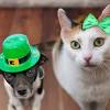 Patrick's day is considered a cultural and religious holiday, which is celebrated every year on march 17. Https Encrypted Tbn0 Gstatic Com Images Q Tbn And9gcswzknamvibhkq Fycou5memdhtfoxfzpf5bzqu8i Eqw498e2f Usqp Cau