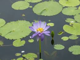 Image result for Nymphaea
