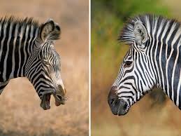 Click on any of the animals below to learn more about it! Big African Animals Are Pickier Eaters Than We Imagined Science Smithsonian Magazine
