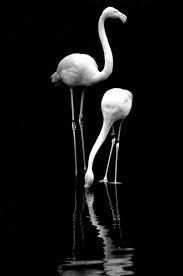 Black And White Photos Of Animals In Shadows Flamingos Reflection Black White Photos Black And White Pictures Black And White Photography
