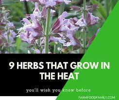 Perennial Herbs 9 Herbs That Grow In The Heat Farmfoodfamily