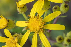 Image result for Senecio conrathii