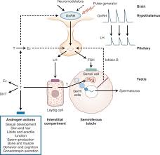 Image result for GnRH Stimulation Test