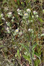 Image result for Dewildemania filifolia