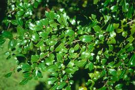 Image result for Ilex mitis