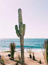 For the most part there are three environmental variables to consider to soil the perception i mentioned earlier of cacti growing in pure sand is not held by any successful cacti grower. A Stay At The Hotel San Cristobal Sfgirlbybay San Cristobal Todos Santos Mexico Pretty Pictures