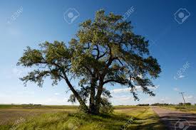 Ich lese die zeitung, aber finde nichts interessantes. Grosse Alte Cottonwood Pappel Baum An Einer Strasse In Der Prarie Von Kanada Ackerland Lizenzfreie Fotos Bilder Und Stock Fotografie Image 11617184