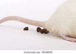 116 Rat Shit Images, Stock Photos & Vectors | Shutterstock