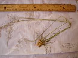 Image result for Sporobolus festivus