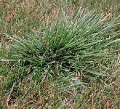 Crabgrass is an annual that grows from seed during the warm season. Tall Fescue Green Pointe Lawn Care
