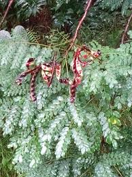 Image result for Adenanthera pavonina